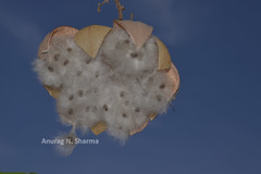 Cochlospermum religiosum